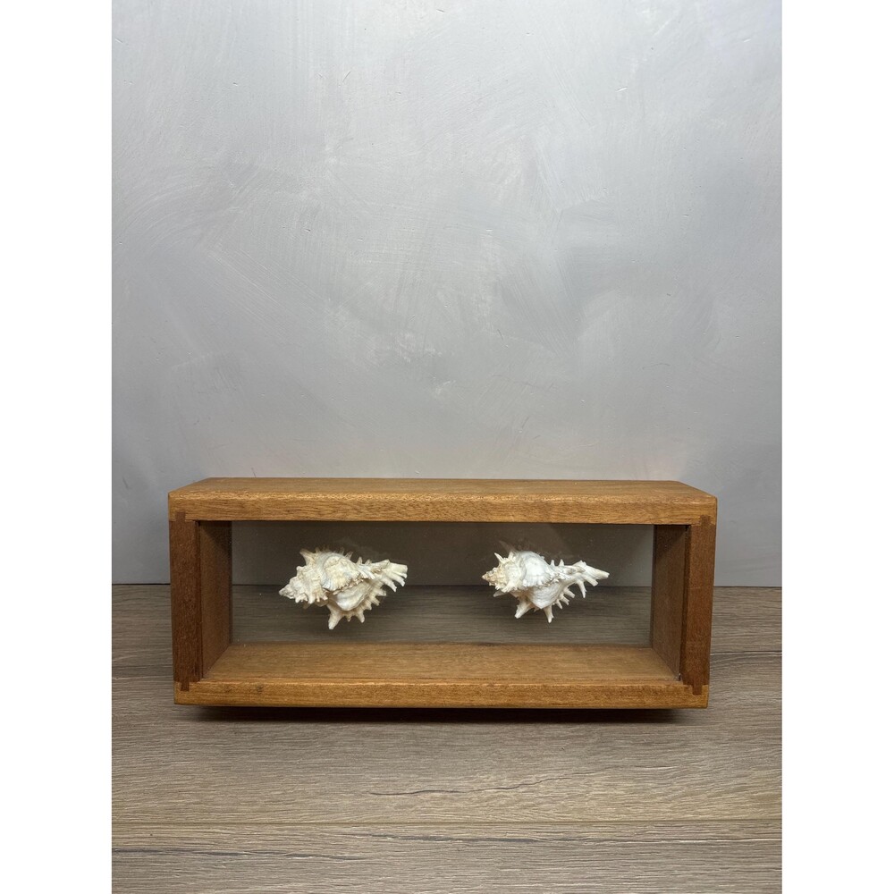 Transart Floating Murex Shell 2-Sided Glass Shadow Box, Natural Pine Wood Frame